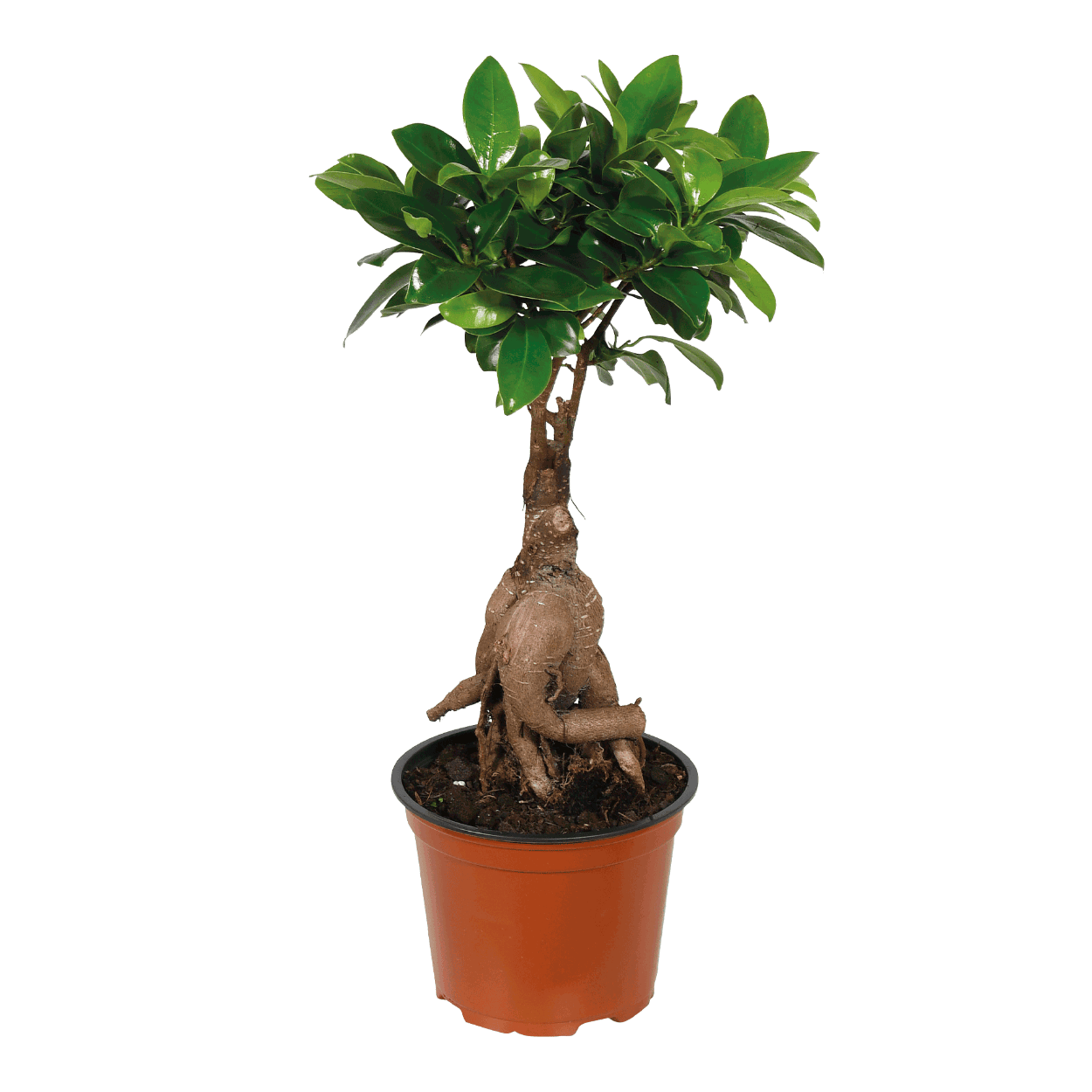 GARDENLINE® Ficus ginseng pachira ou chez bon marché ALDI